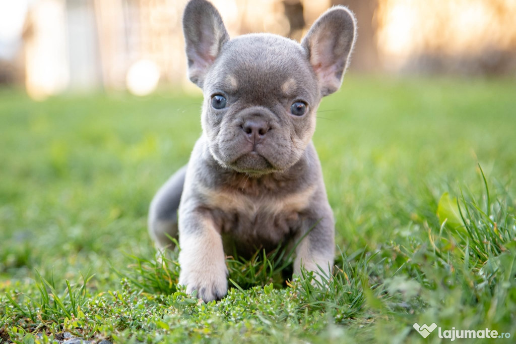 Bulldog Francez - Lilac&Tan - Transport in tara - buldog francez