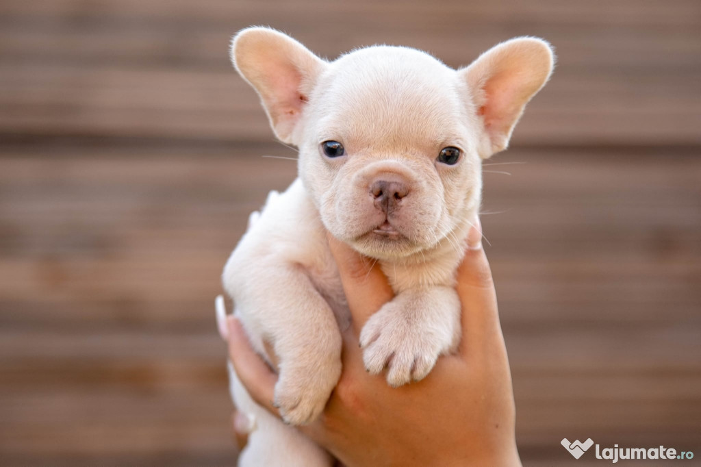 Bulldog Francez - Platinum - Transport in tara - buldog francez