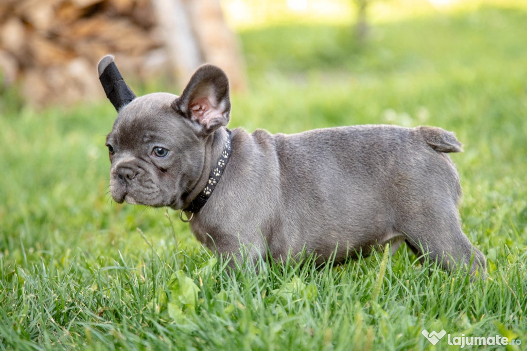 Bulldog Francez - blue - Transport in tara - buldog francez