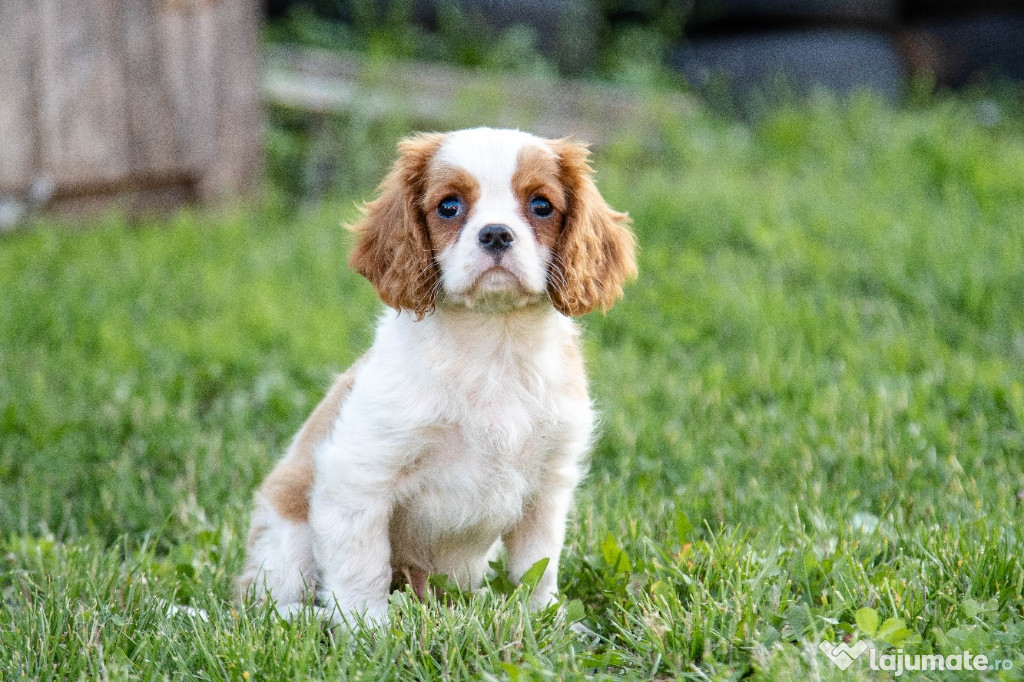 Charles king Cavalier Spaniel - posibilitate transport