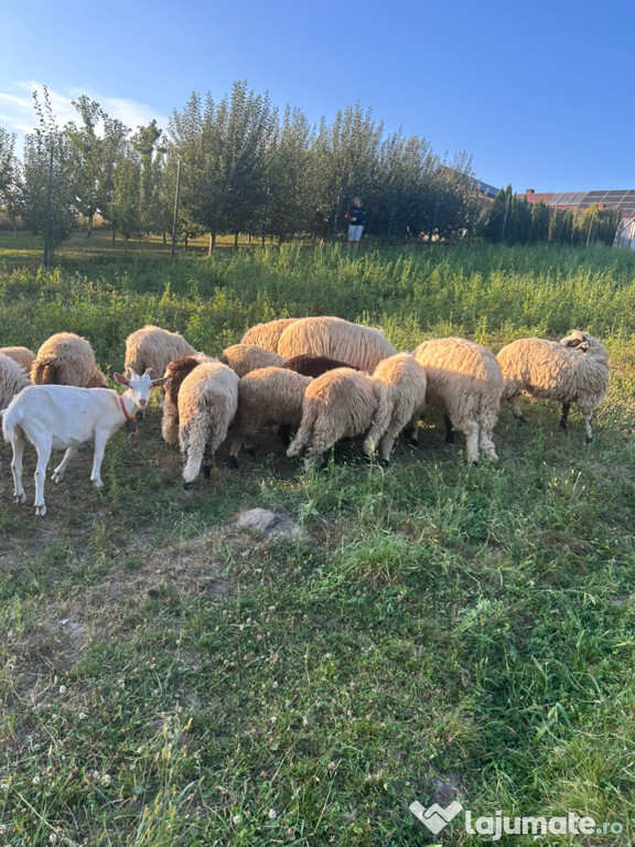 Vând mieluțe breze