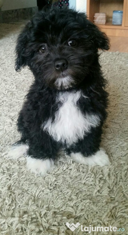 Bichon havanez fetita