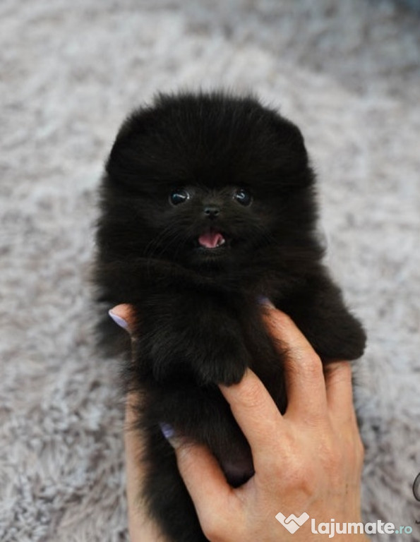 Asigur transport !!! Pui Pomeranian negru femele si mascul