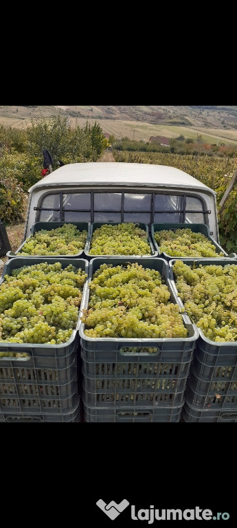 Struguri de vin fetească regală si otonel