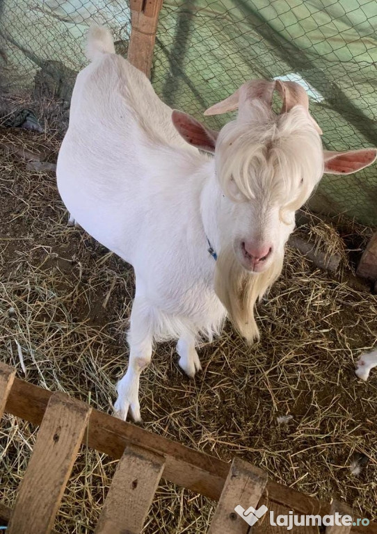 Vând țap rasa saanen