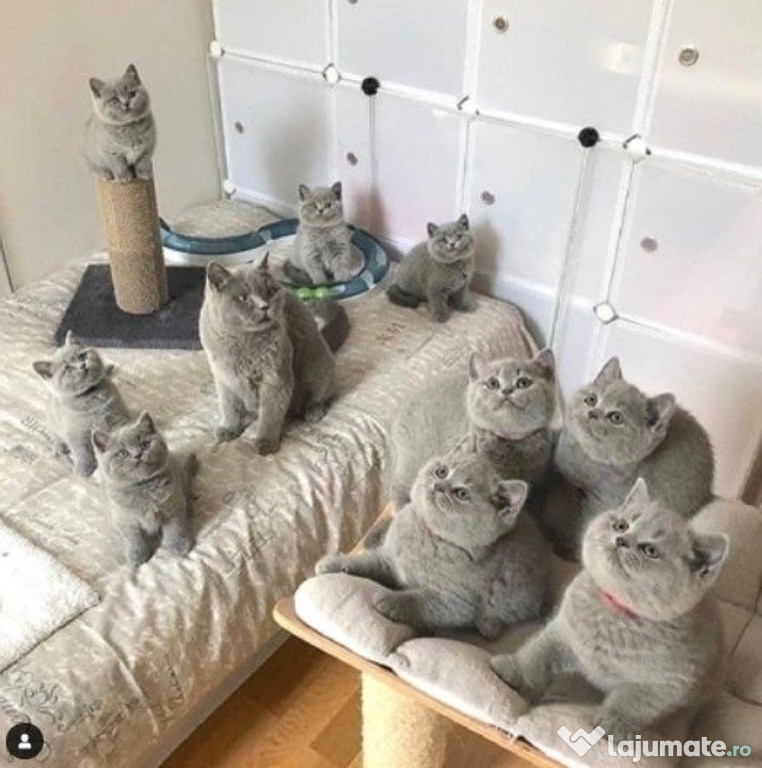 British shorthair