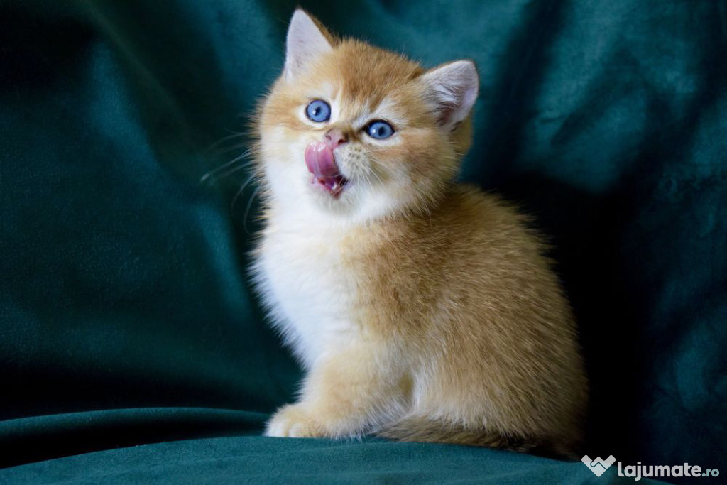 British shorthair pui