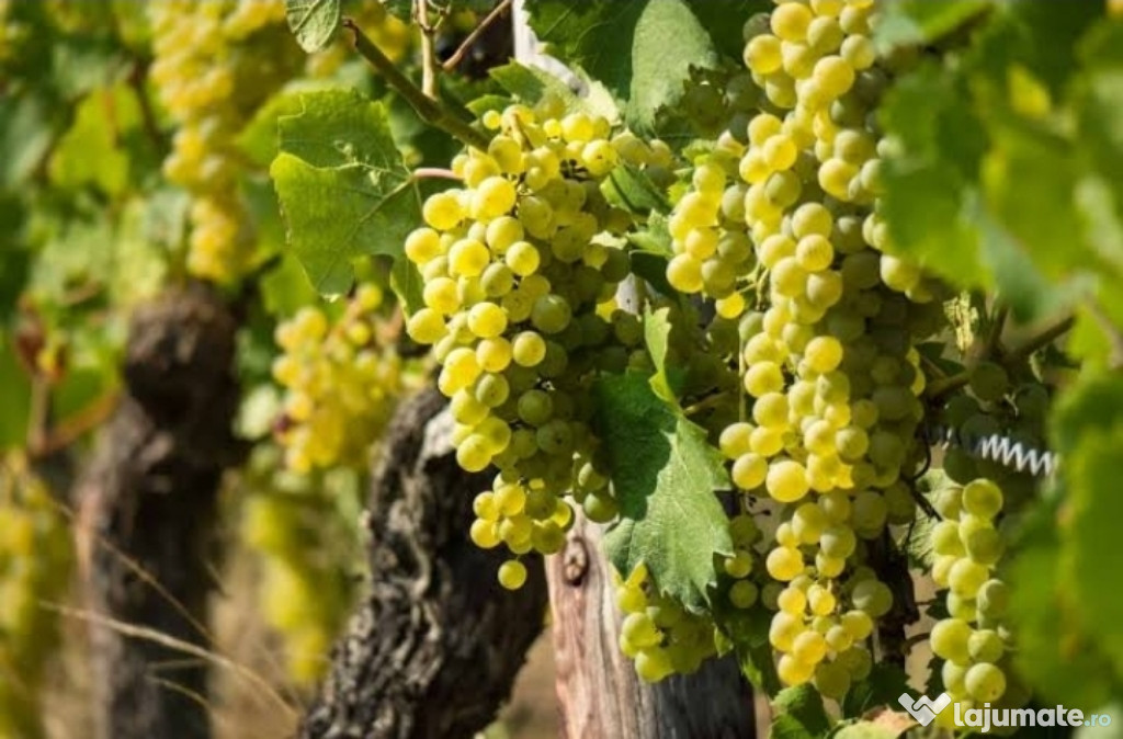 Struguri de vin de inalta calitate