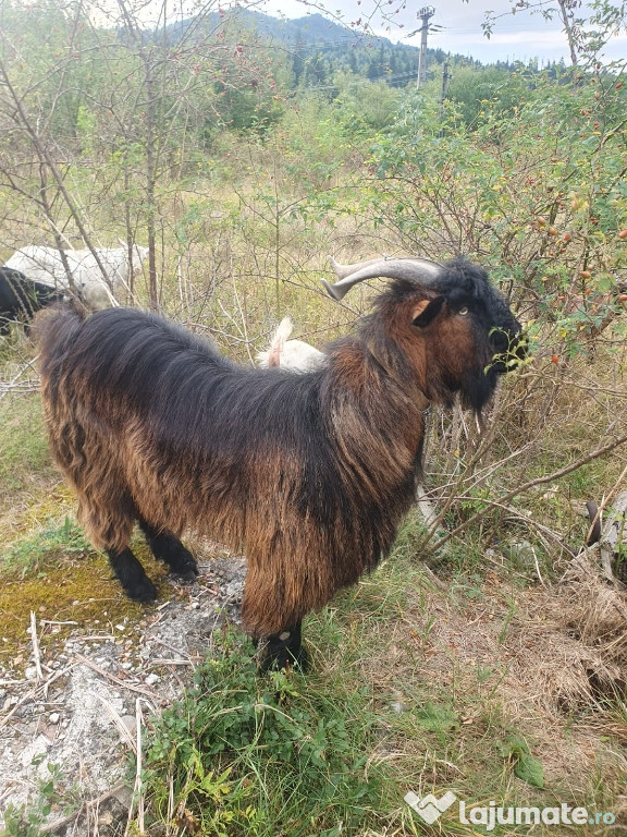 Vând țap în vârsta de 2 ani.