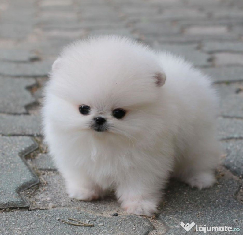 Pomeranian mascul si femela