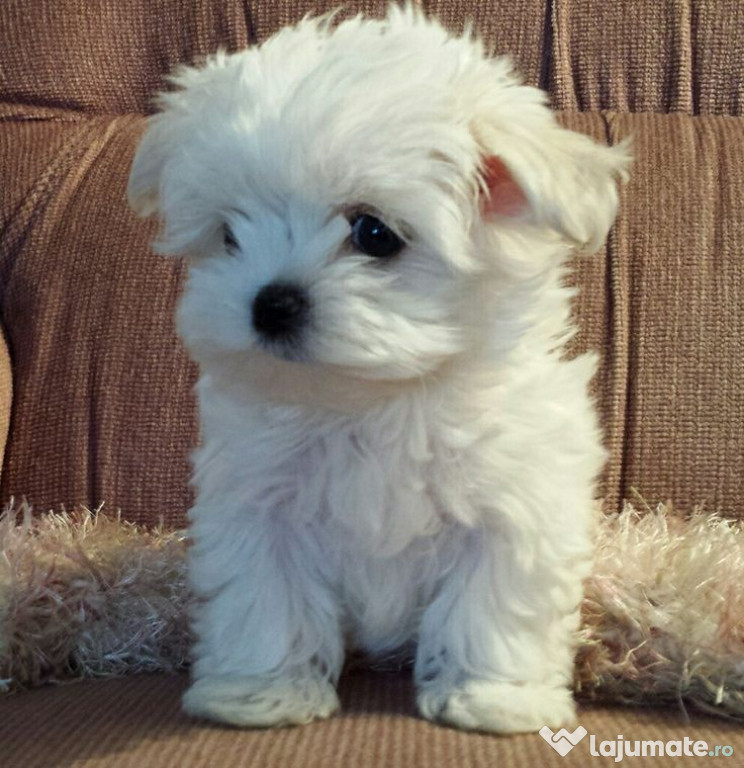 Bichon maltez mini toy