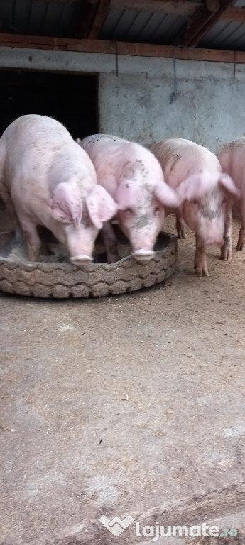 Disponibili porci