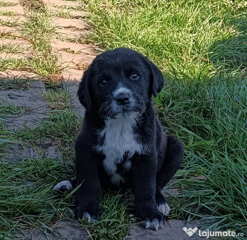 VIând labradori foarte adorabili