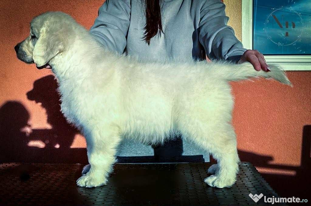 Golden Retriever – pui frumoși
