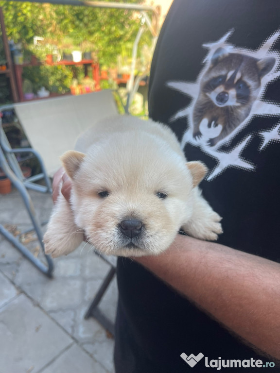 Cățeluși chow chow