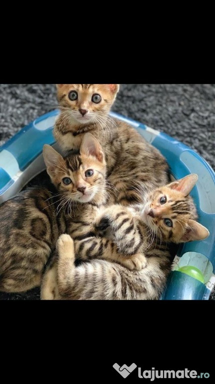 Pisicuțe Bengal disponibile
