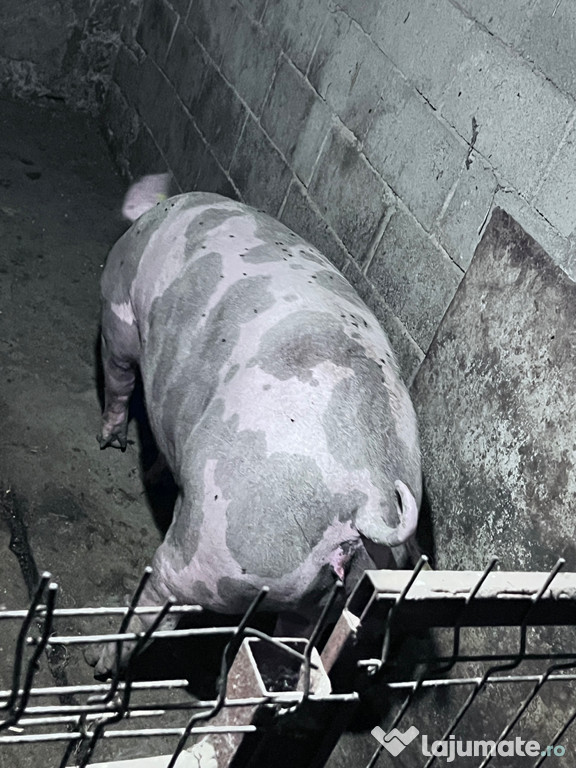Porci pentru sărbători.