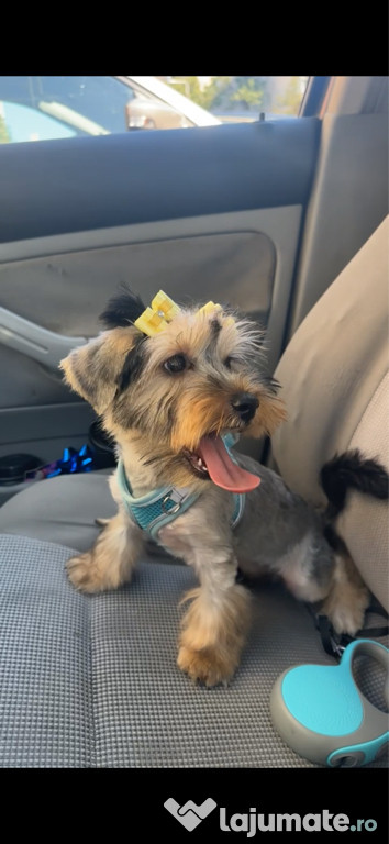 Yorkshire terrier