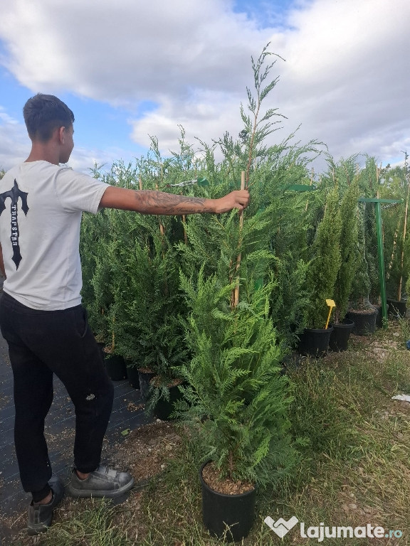 Leylandi chiparos Verde gold