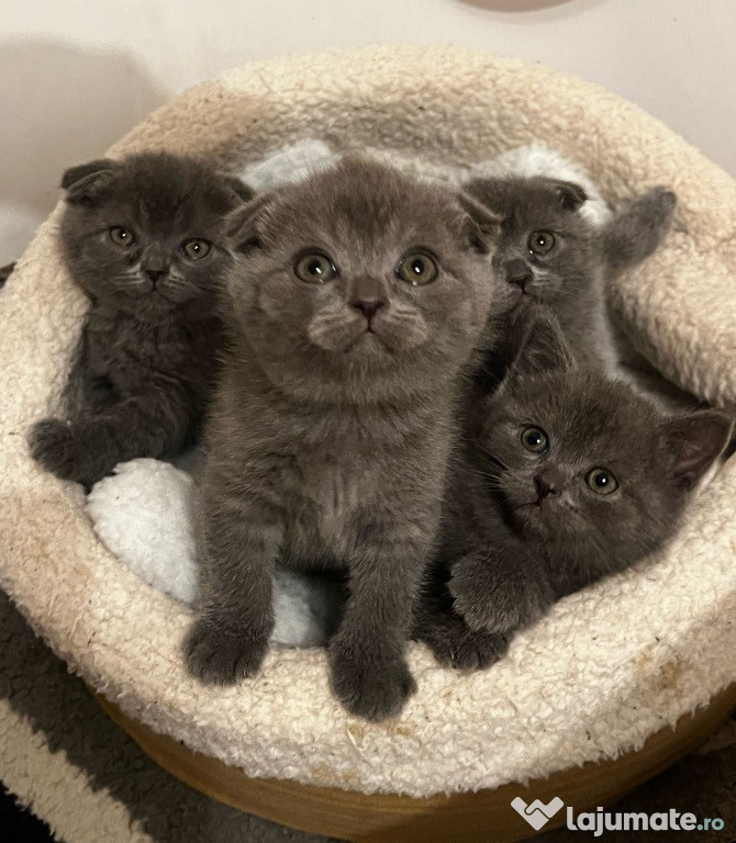 Pisicuțe și motănei Scottish Fold