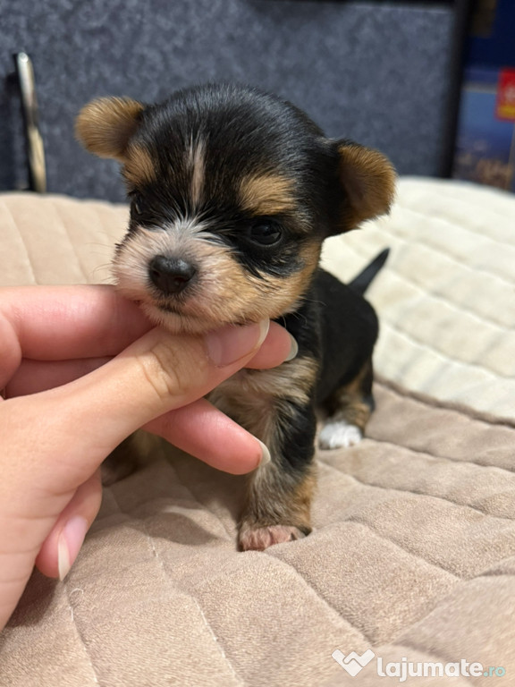 Pui Morkie yorkshire terrier