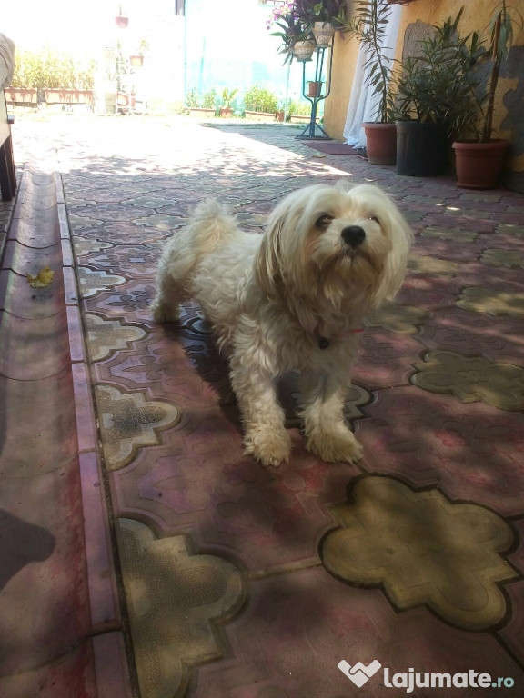 Donez cateluse bichon