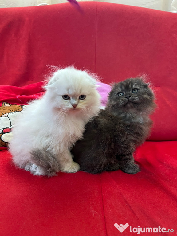 Pisicuti Scottish Fold