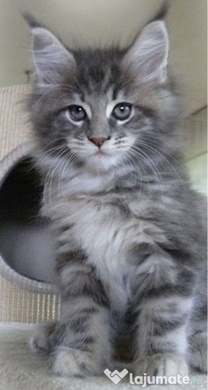 Maine coon puiuți