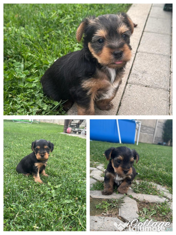 Yorkshire Terrier
