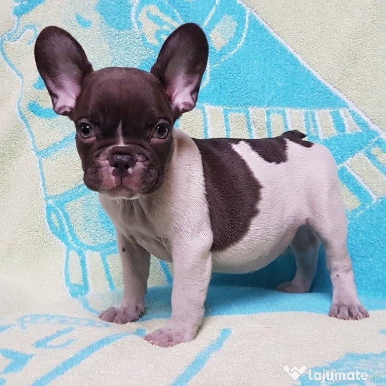 Buldog francez de vânzare