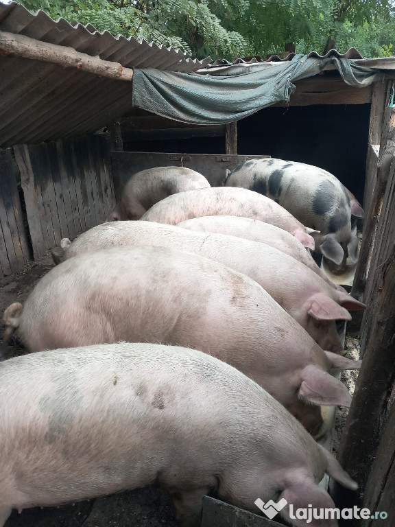 Vând porci 130-170