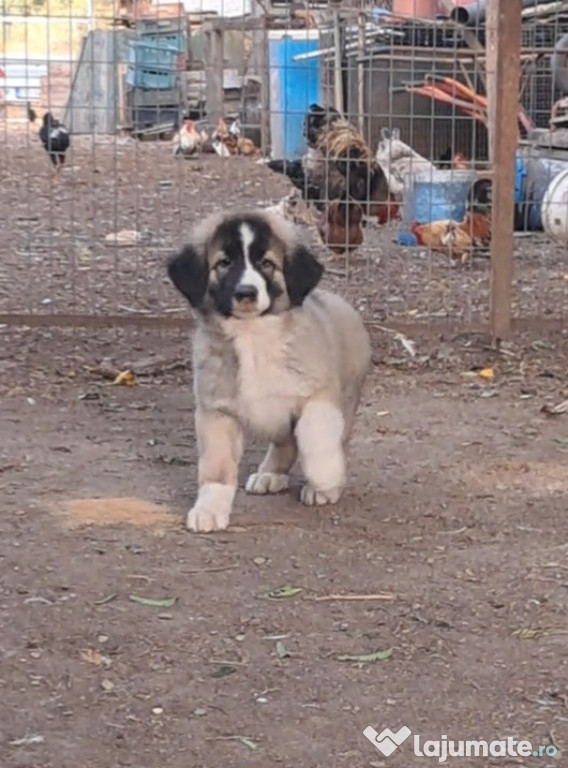 Ciobanesc Românesc Carpatin