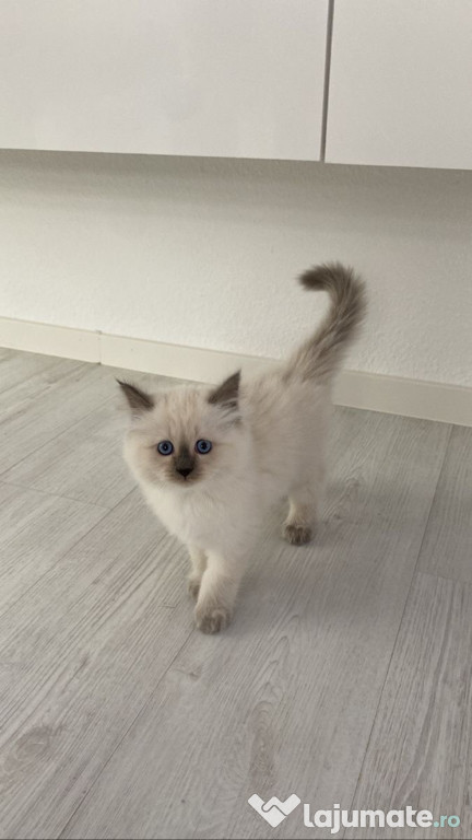 Ragdoll puiuți color point