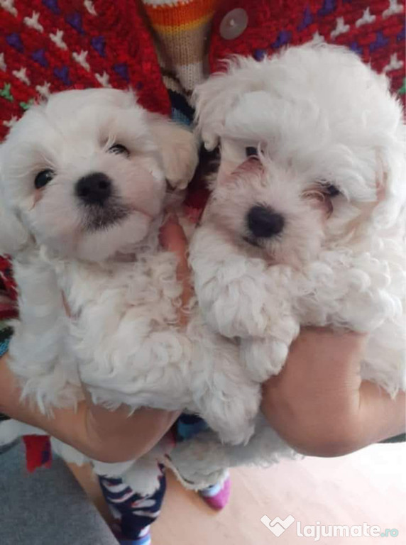 Vand bichon bolonez 700 de lei