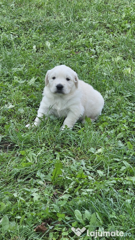Mascul Golden Retriever