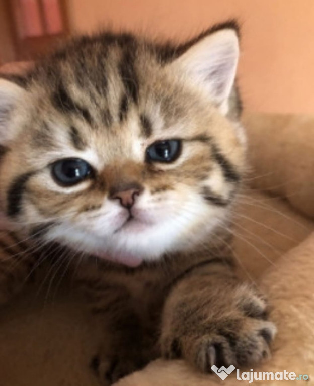 British Shorthair rasă pură
