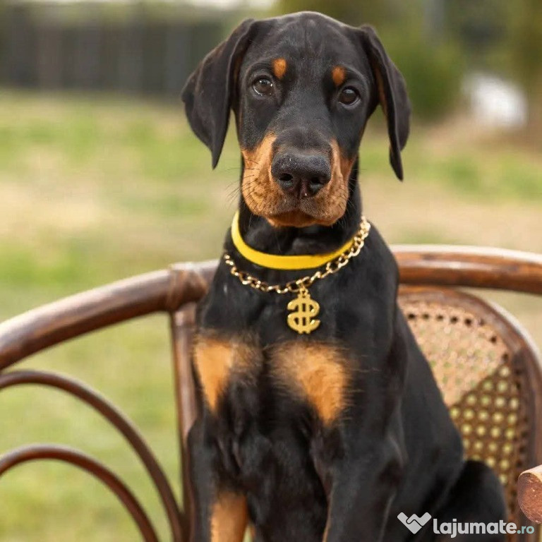Pui doberman cu pedigree