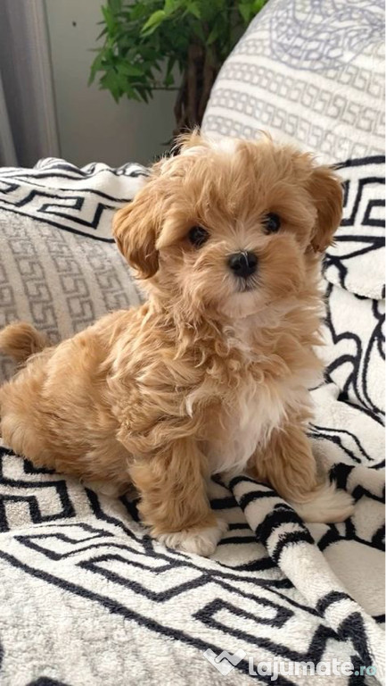 Maltipoo puiuți superbi
