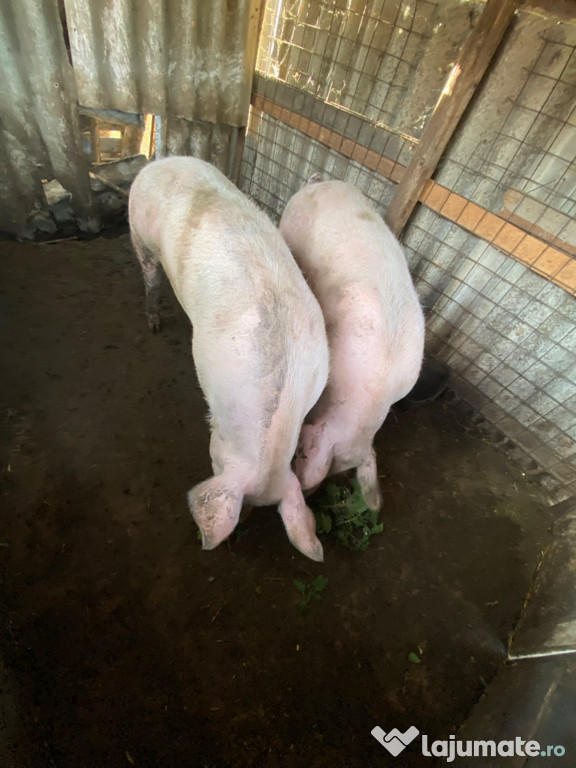 Porci de vânzare