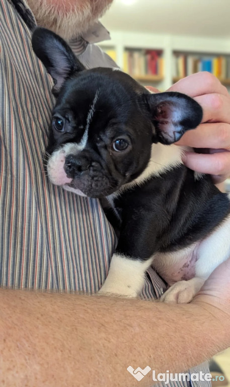 Căței de Bulldog Francez