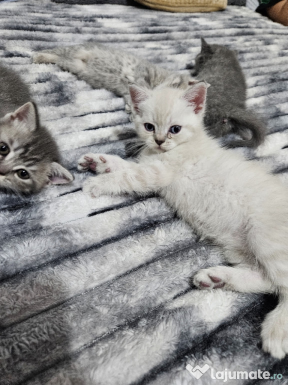 Pisicuțe british shorthair