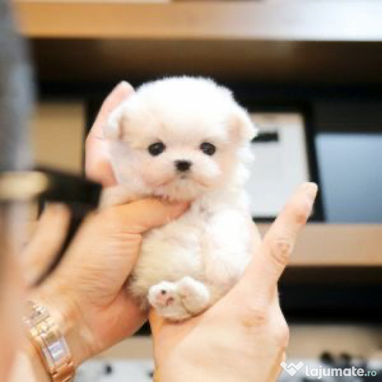 Bichon maltez mini toy