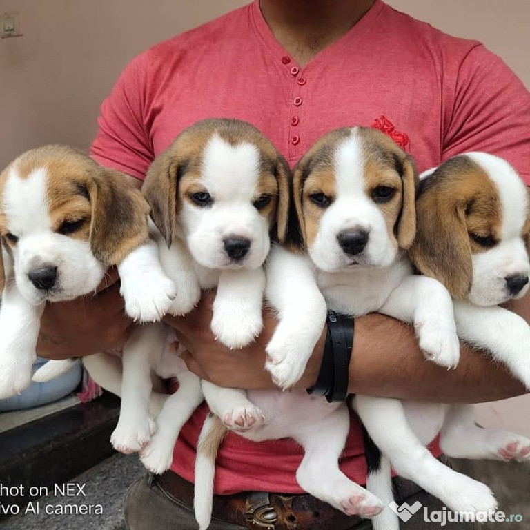 Catelusi rasă beagle