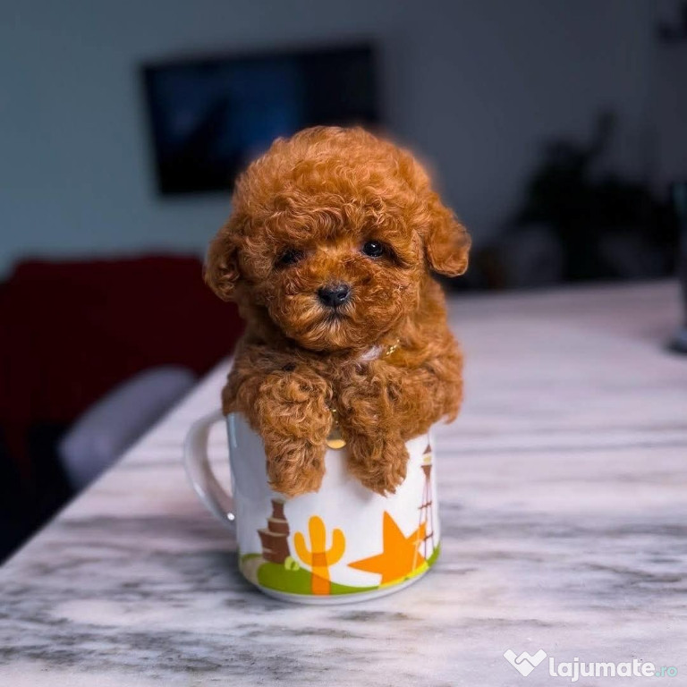 Pudel mini de buzunar de o frumusețe rara