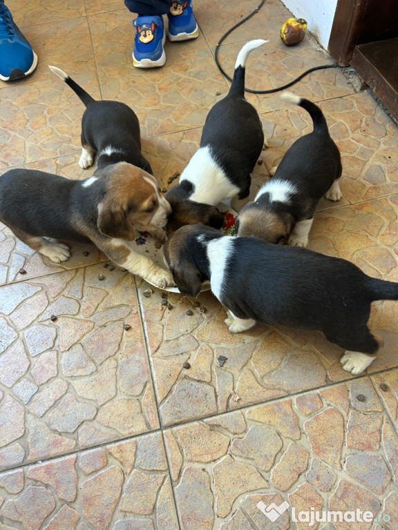 Căței beagle tricolor