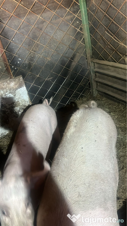 Vand porci crescuti in curte cu cereale,cu coada