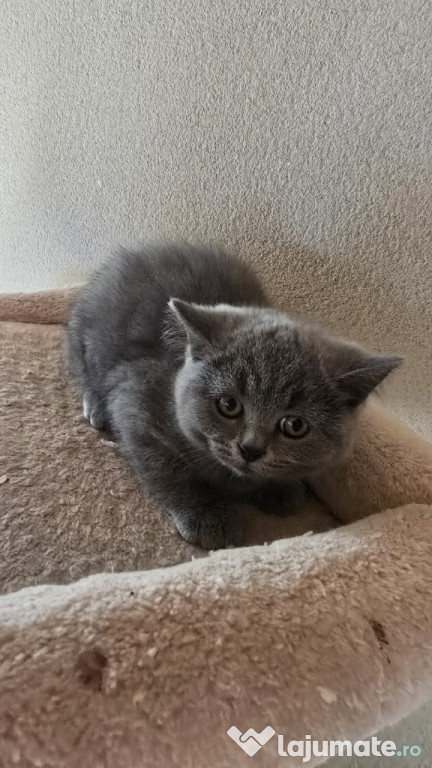 British shorthair blue