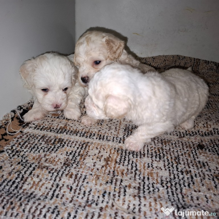 Bichioni maltezi disponibili băiețeii