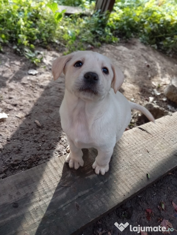 Puiuți de labrador retriever