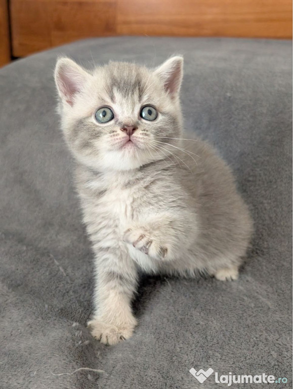 British shorthair pui